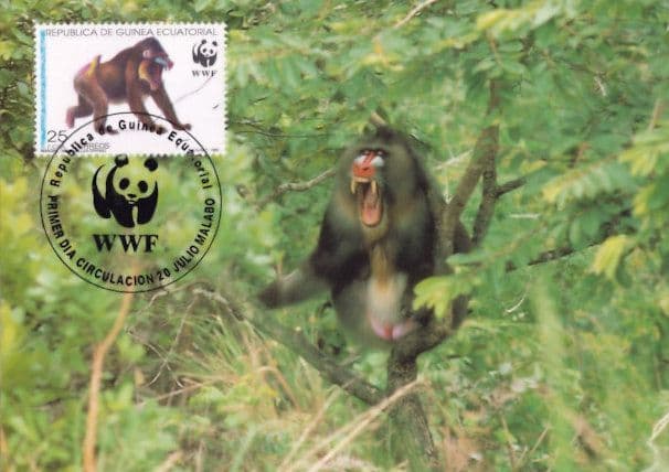 Mandrill Baboon Ape Republica De Guinea Stamp First Day Cover Postcard