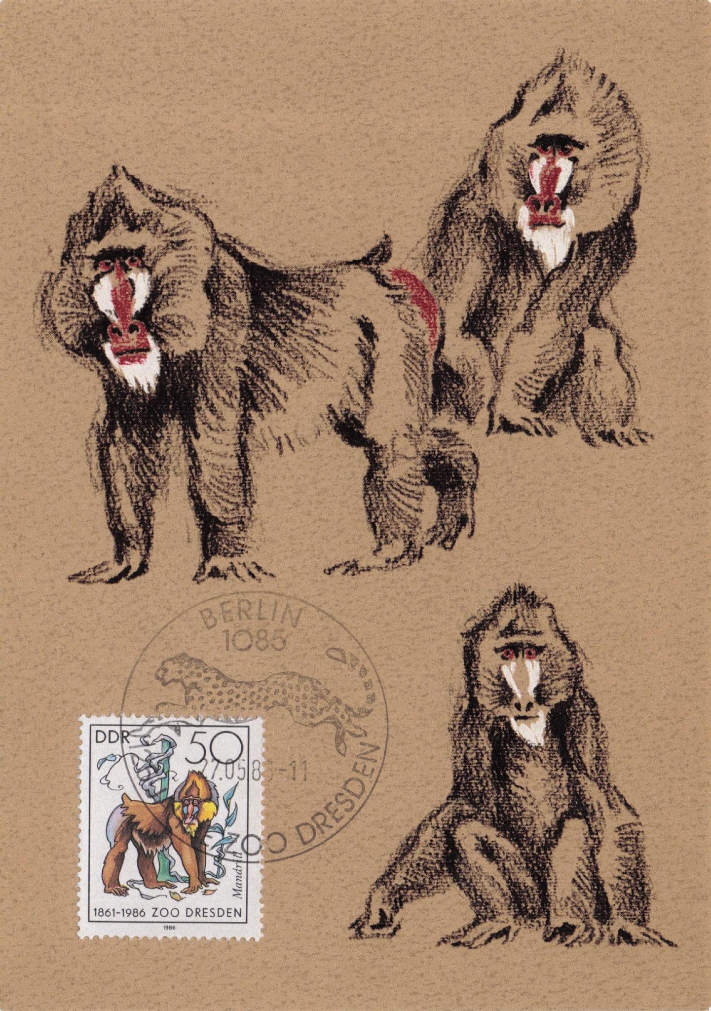 Mandrill Monkey Sphinx Dresden German Zoo FDC Postcard