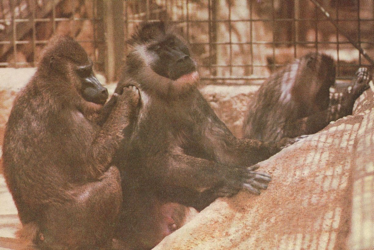 Mandrills Toilette Jo's Museum Zoo Nigeria Postcard