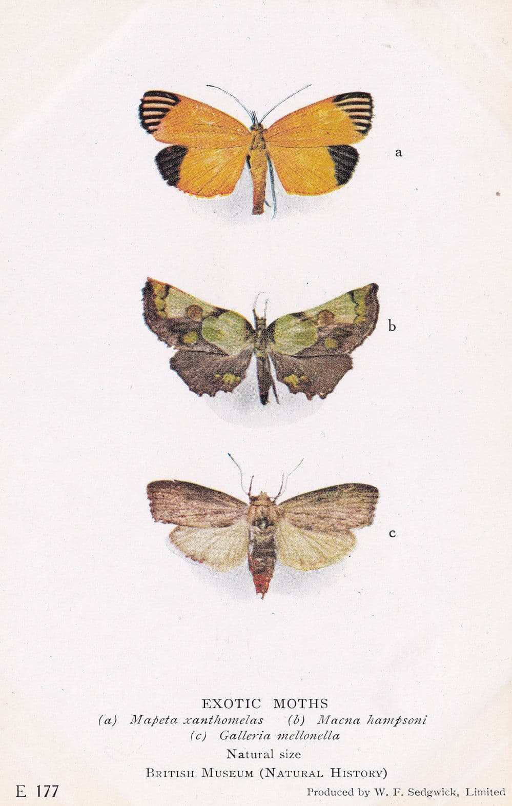 Mapeta Xanthomelas Snout Macna Hampsoni Exotic Moth Moths Postcard