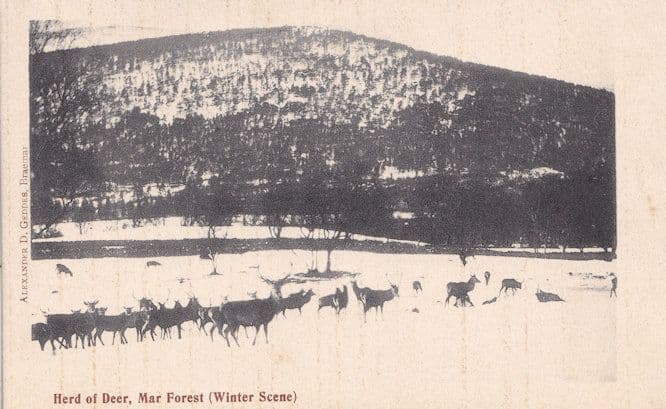Mar Forest Scotland Herd Of Deer Antique Winter Aberdeen Postcard