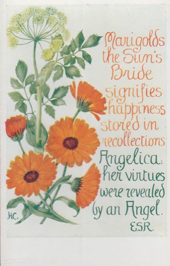 Marigold Flowers Angelica Purifies Bride Natural Remedy Song Songcard Postcard