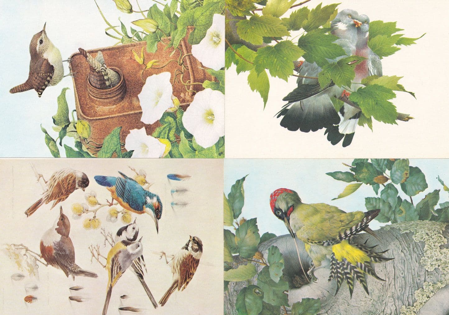 Medici Wren Woodpecker 4x Bird Postcard s