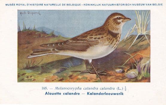 Melanocorypha Calandra Lark Old Bird Rare Postcard