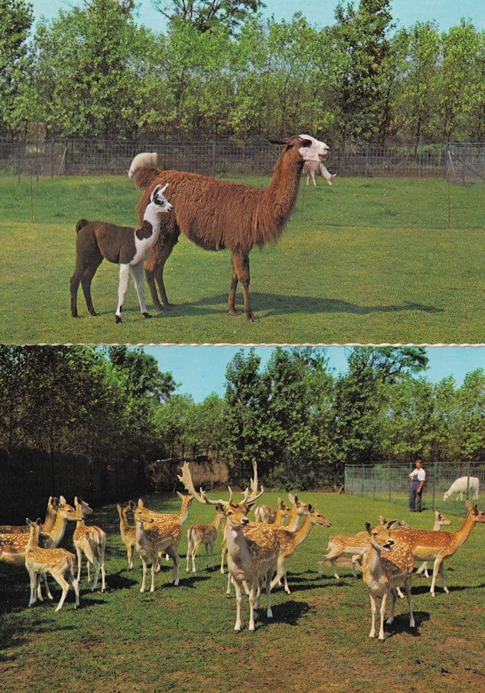 Meli Park Belgium Herd Of Deers Lambs 2x Postcard s