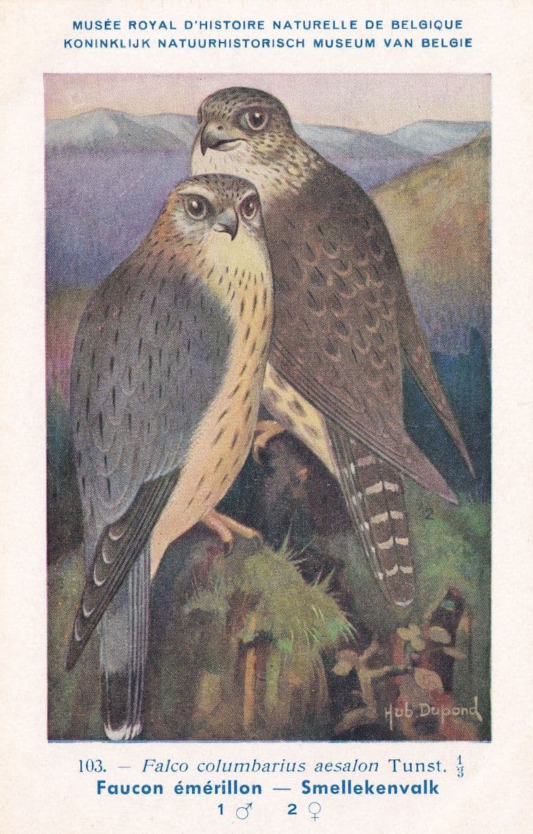 Merlin Falco Columbarius WW2 Antique Bird Postcard