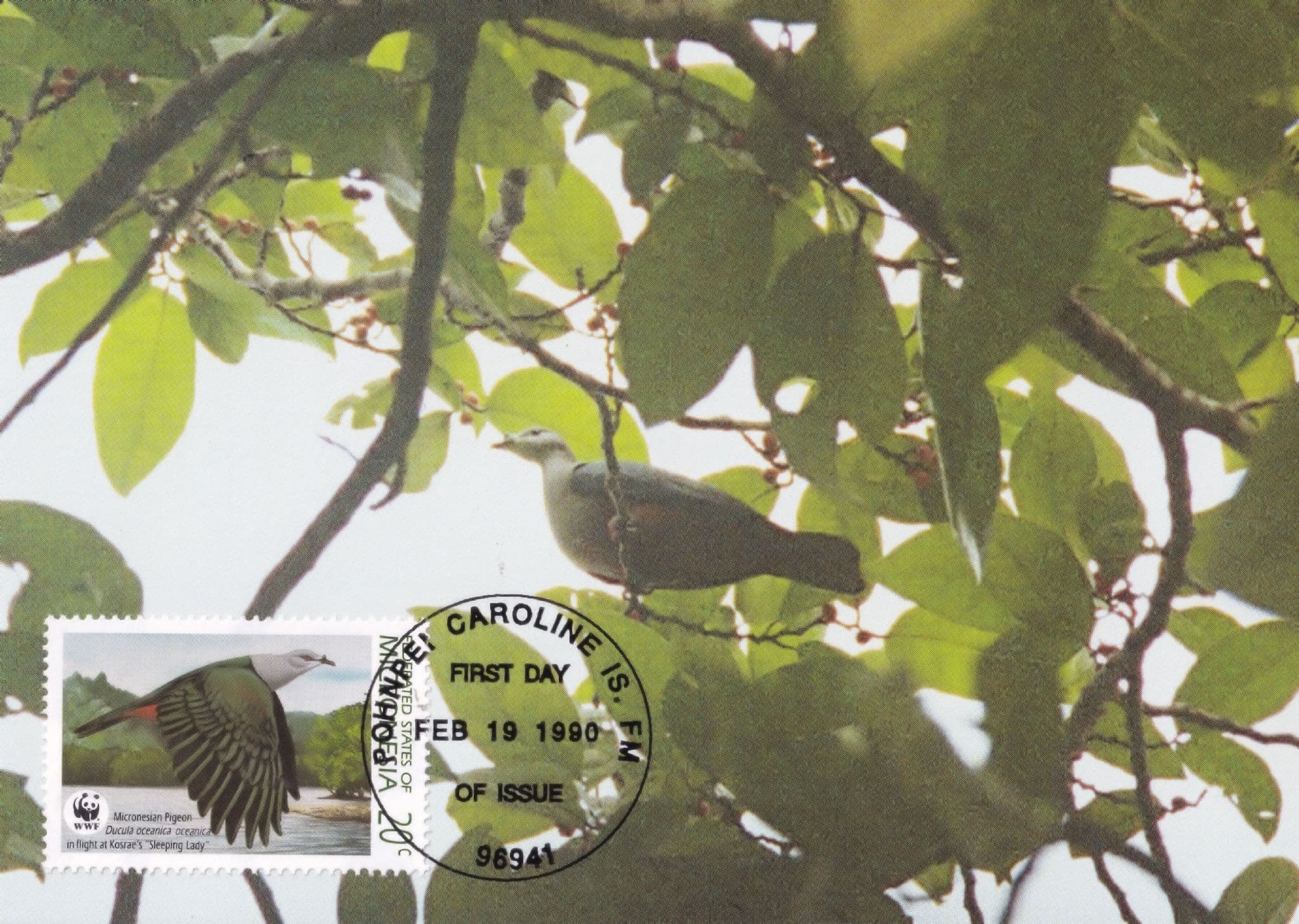 Micronesian Pigeon Bird Rare Caroline Islands New Guinea WWF Stamp FDC Postcard
