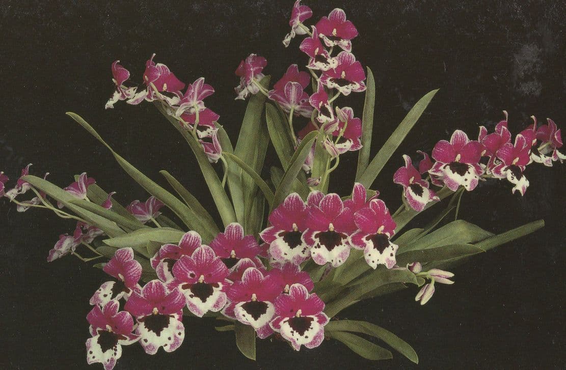 Miltonia St Helier Eric Young Foundation Jersey Flower Orchid Postcard