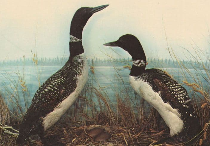 Minnesota Public Library Planetarium The Loon State Bird Postcard