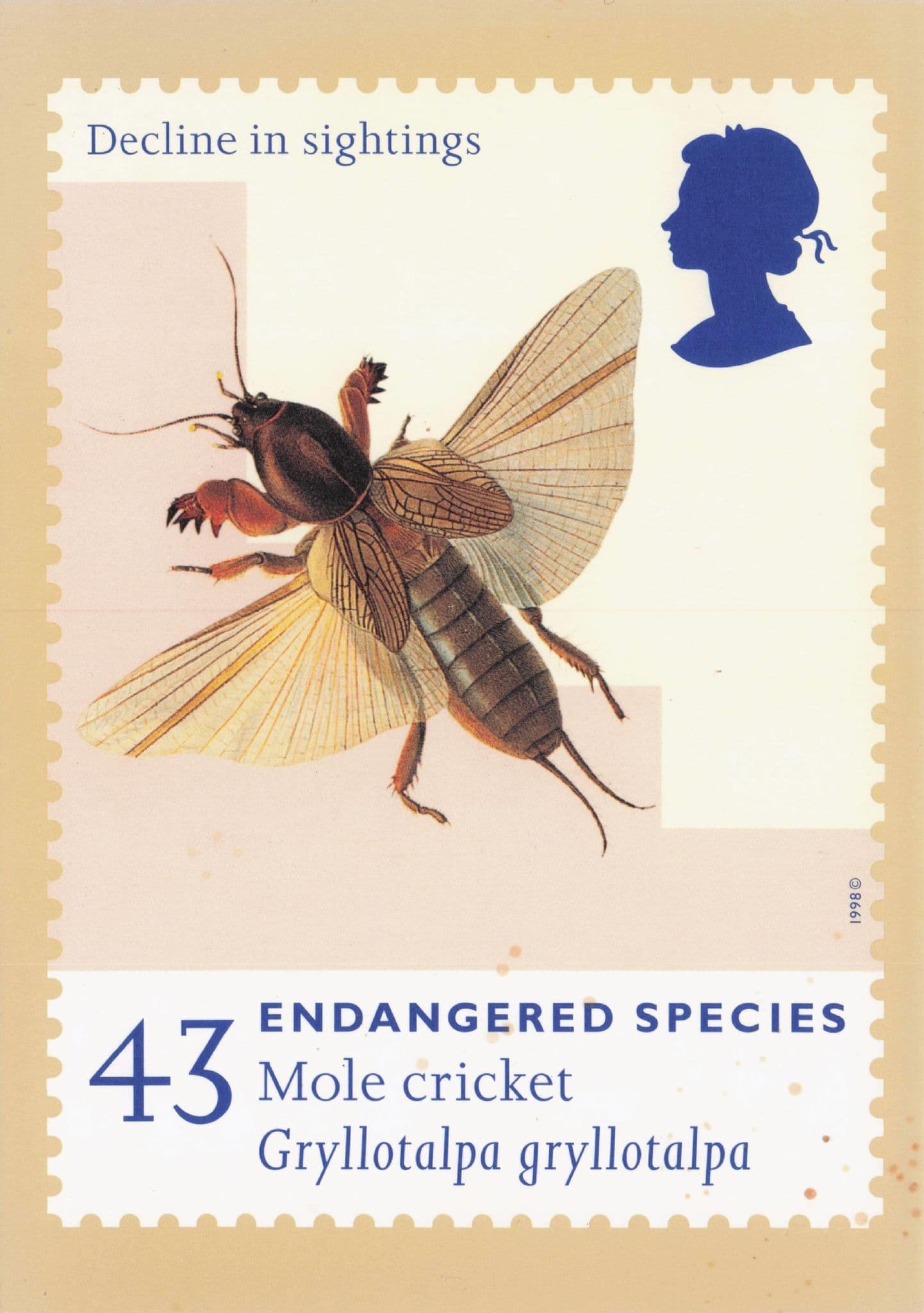 Mole Cricket Endangered Insect First Day Cover Postcard