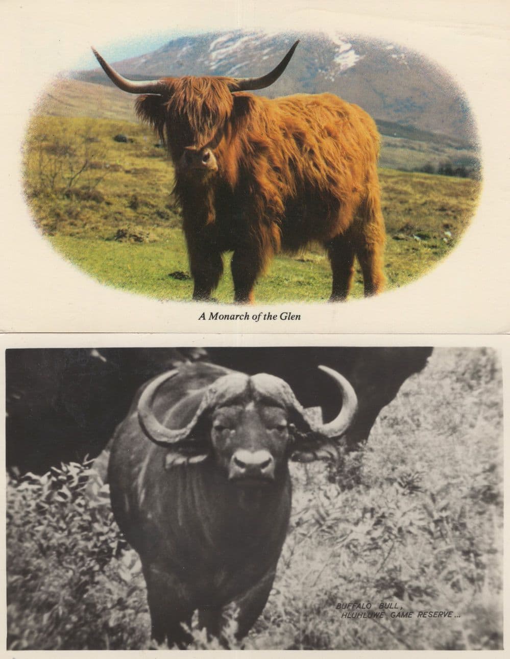 Monarch Of The Glen 2x Postcards incl Antique Real Photo