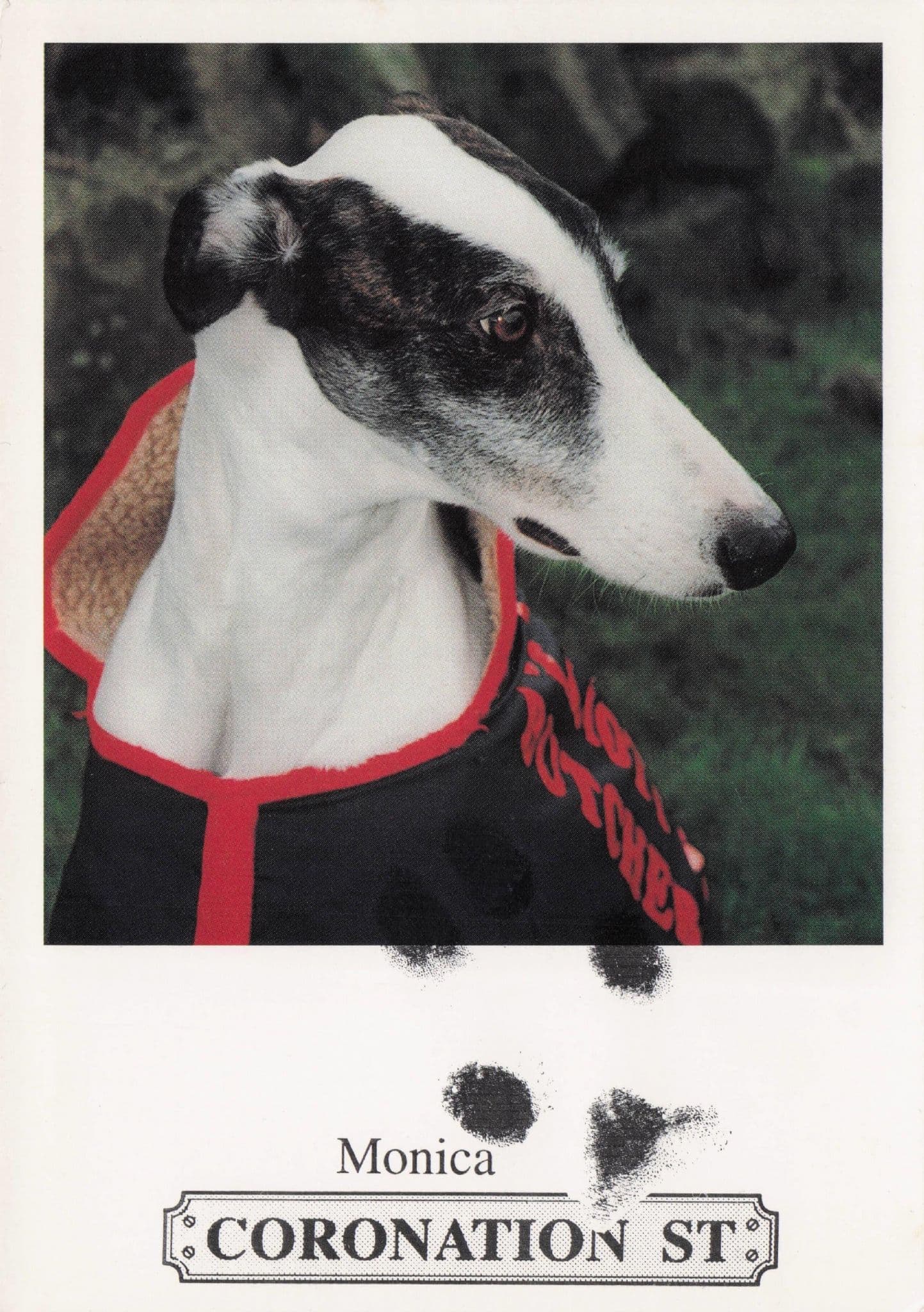 Monica The Coronation Street Dog Rare Printed Paw Signed Cast Card