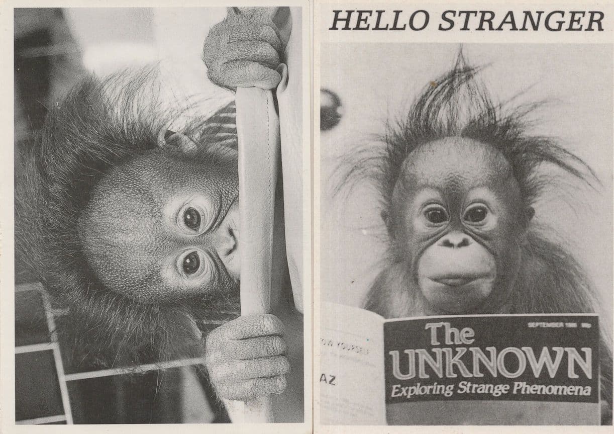 Monkey Reading Sci Fi Occuly Magazine 2x Comic Postcard s