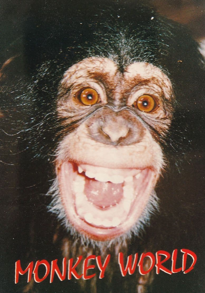 Monkey World Chimpanzee Zoo Dorset Advertising Postcard