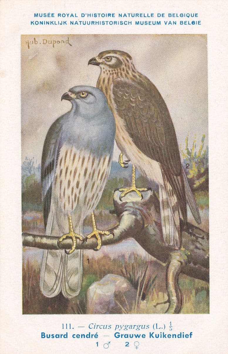 Montagu's Harrier Circus Pygargus WW2 Antique Bird Postcard