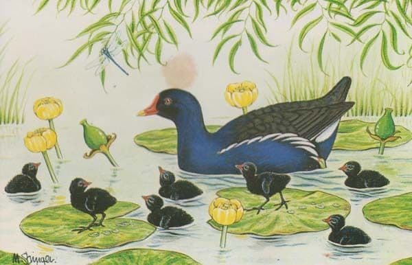 Moor Hen Moorhen Bird Local East Anglia Bird Essex Suffolk Rare Birds Postcard