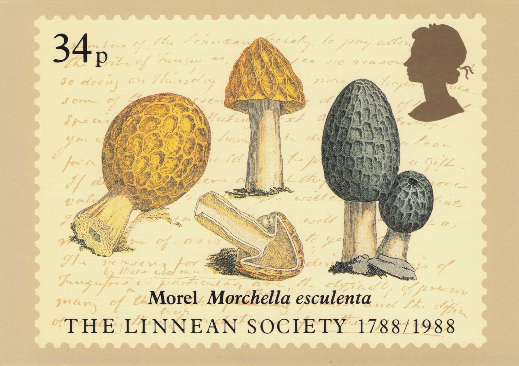 Morel Morchella Esculenta Mushrooms Linnean Society FDC Postcard