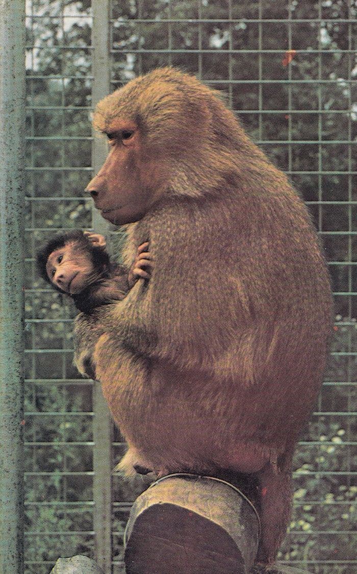 Mother & Baby Hamadryas Baboons Colchester Zoo 1970s Postcard