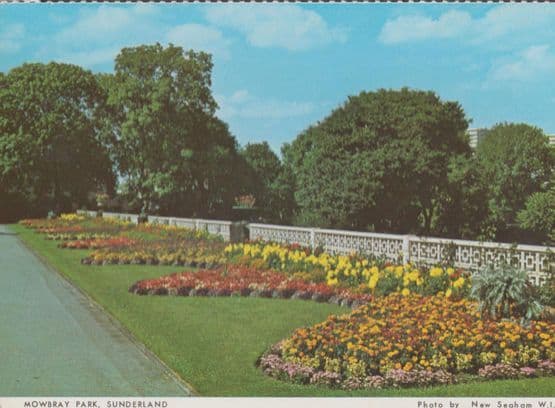 Mowbray Park Sunderland Daffodils Durham Postcard
