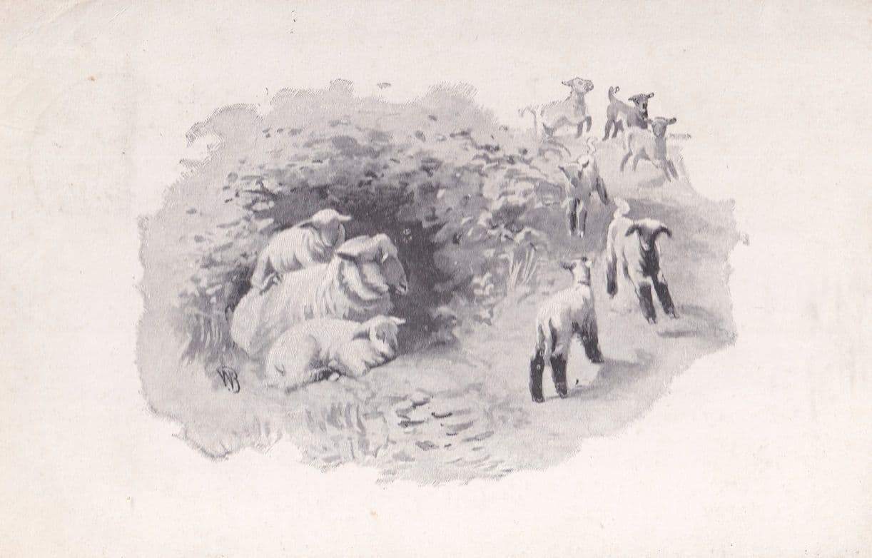 Muswell Hill Butchers Canterbury Lamb Old London Advertising Postcard