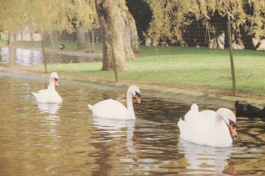 Mute Swans On Lower Lake Flamingo Park Isle Of Wight Postcard