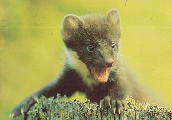 Naata Swedish Angry Rat Rodent Sweden Postcard