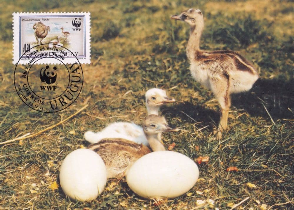 Nandu Bird Eggs Chicks Uruguay WWF Stamp First Day Cover Postcard