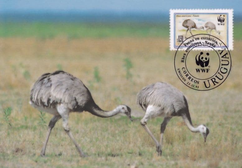 Nandu Birds Eating Uruguay WWF Rare Stamp First Day Cover Postcard
