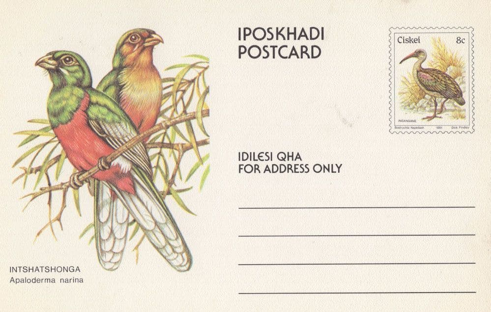 Narina Trogon Rare PB South African Ciskei Bird Postcard