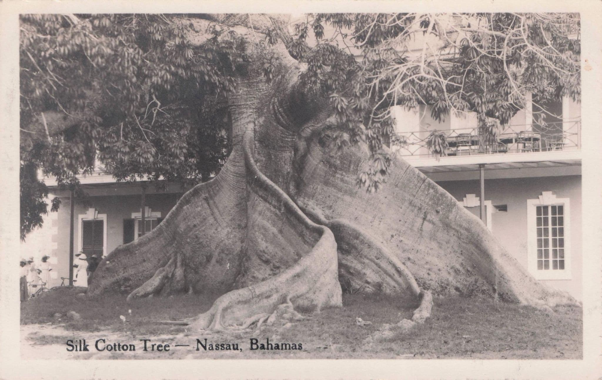 Nassau Giant Old Silk Cotton Tree Bahamas Antique Postcard