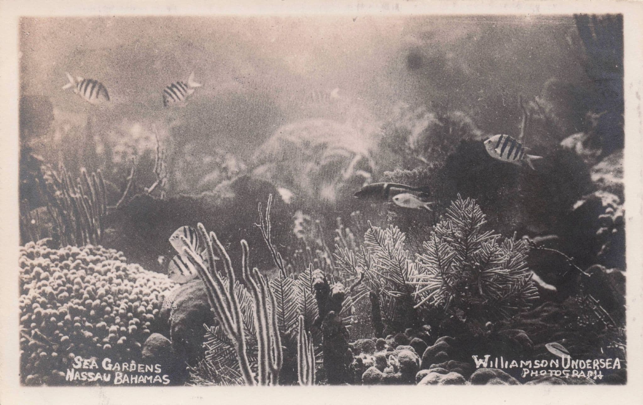 Nassau Sea Gardens Sealife Fish Plants Bahamas Antique Postcard