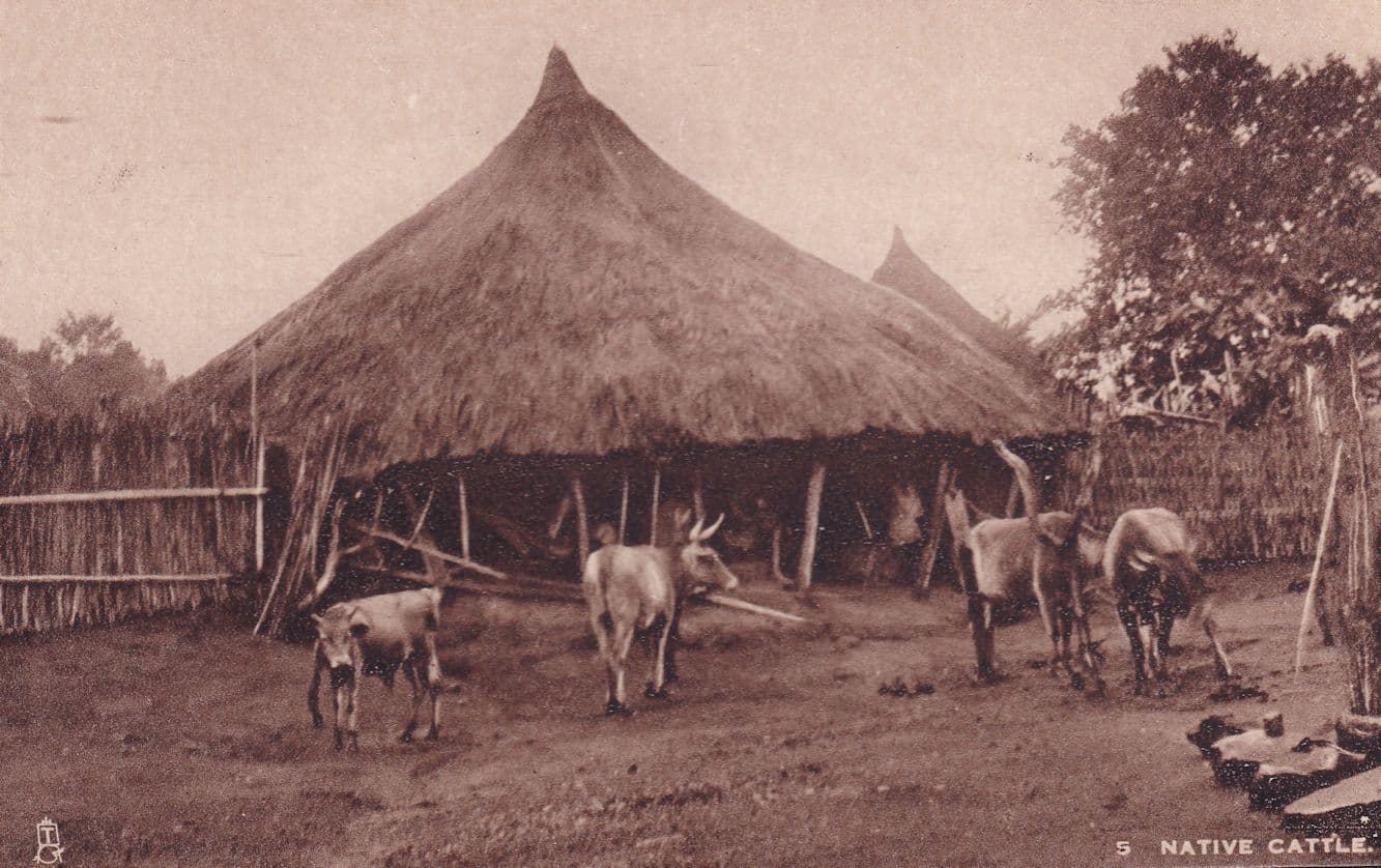 Native Cattle Farming Sierra Leone Antique Tucks Postcard
