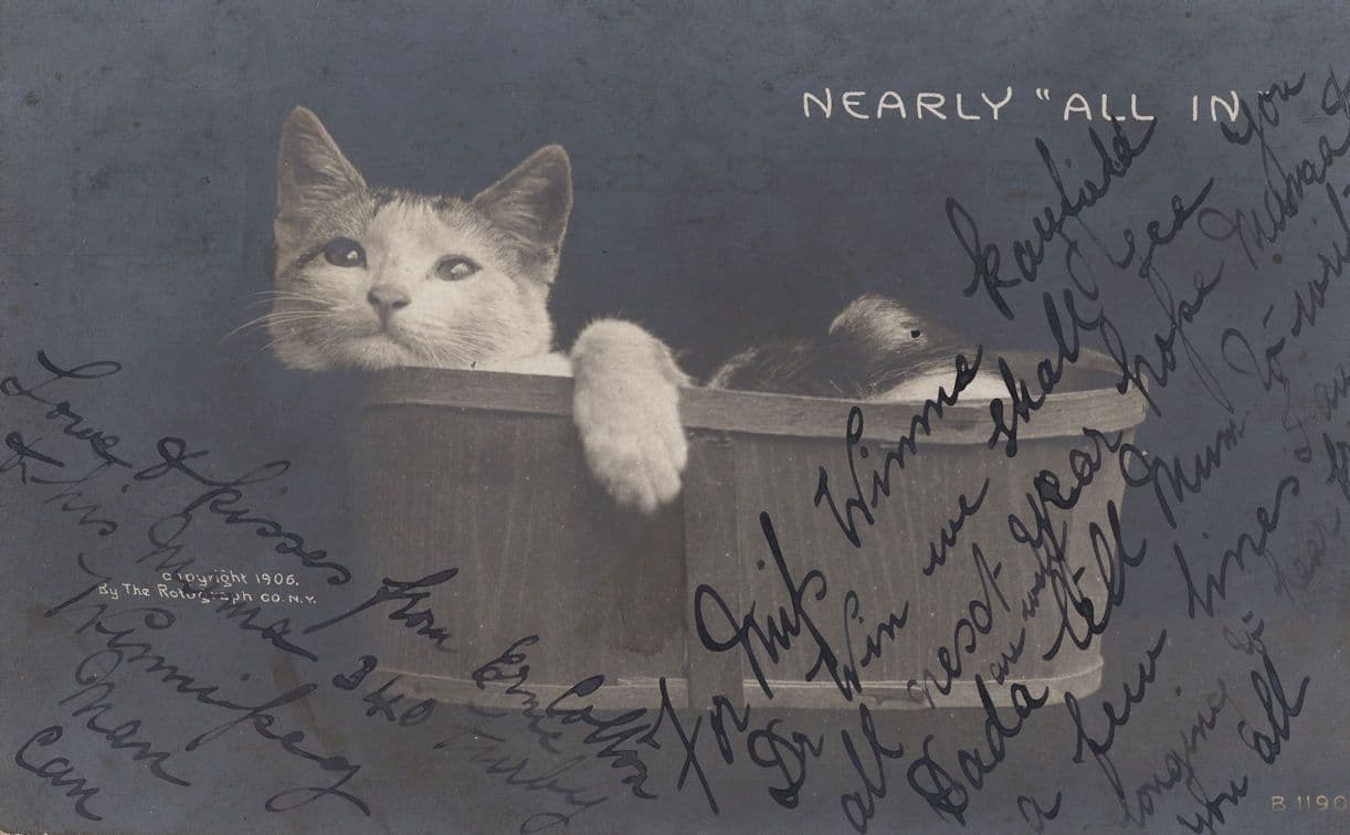 Nearly All In Rotograph Antique Cat Cats Comic Bath Postcard