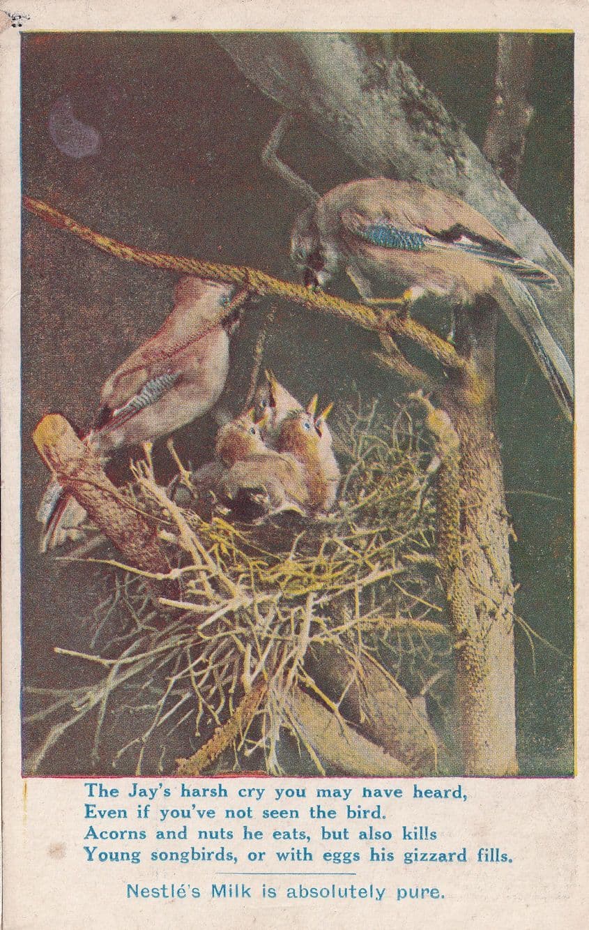 Nestles Milk Birds Nest Egg Bird Antique Advertising Postcard