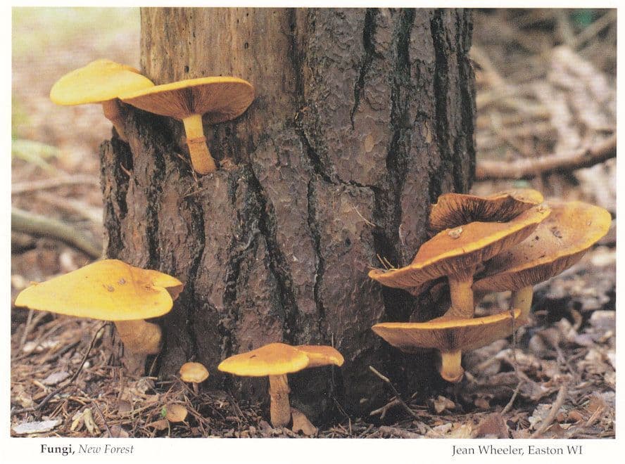 New Forest Fungi Mushrooms Hampshire Womens Institute Postcard