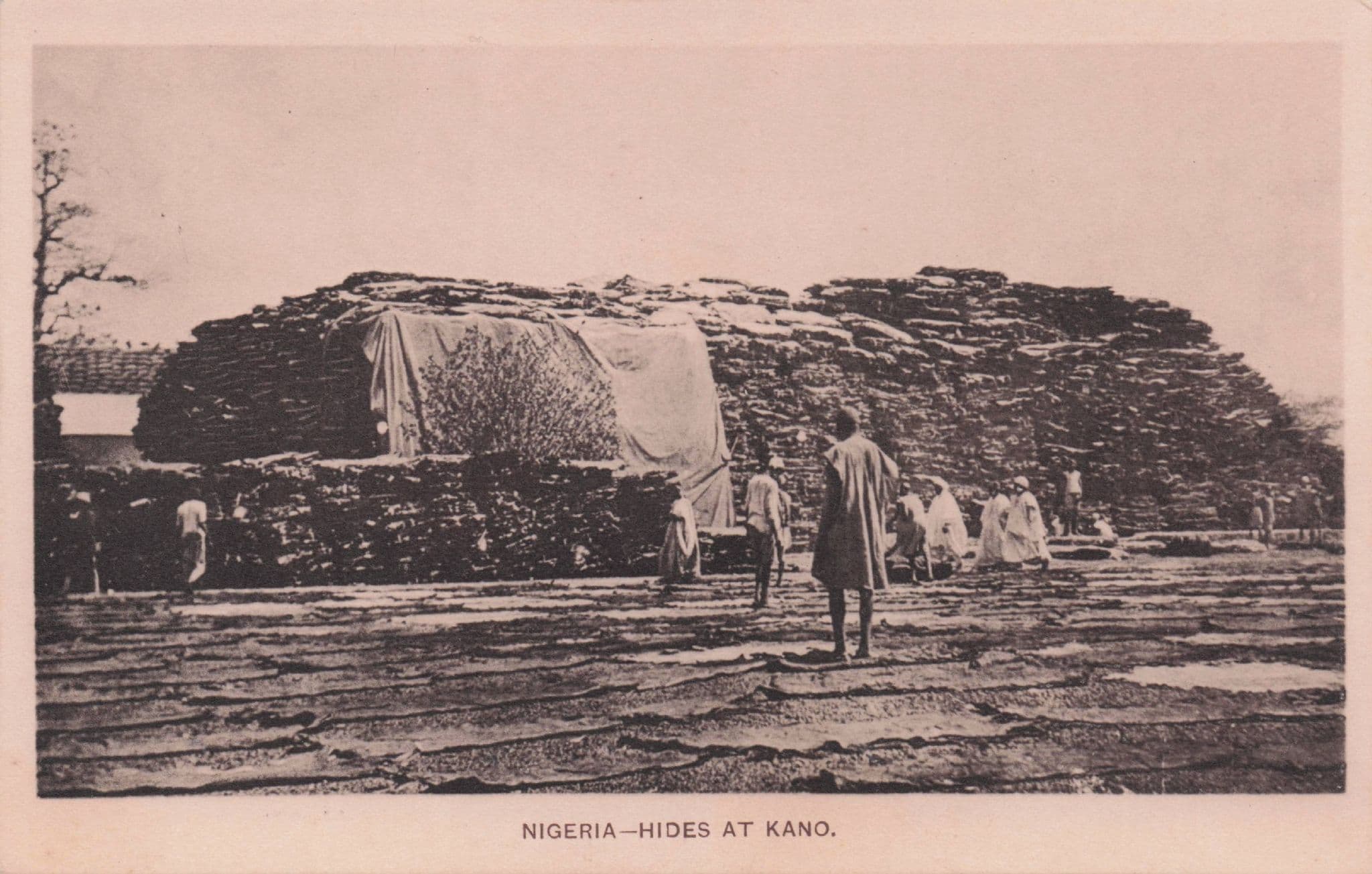 Nigeria Animal Leather Hides at Kano African Antique Postcard
