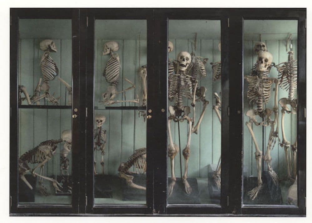 Norman Shaw Skeleton In The Schools Cupboard Painting Postcard