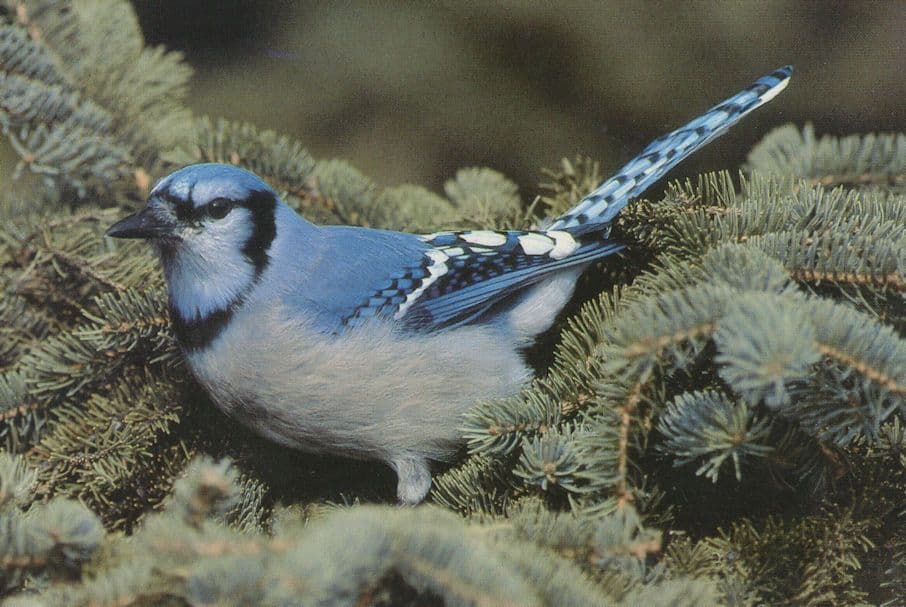 North American Blue Jay Bird Postcard