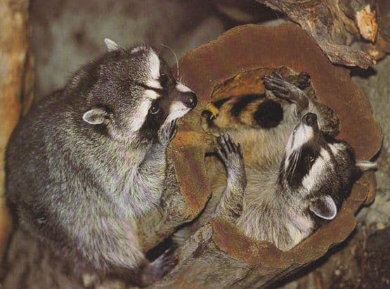 North American Racoon Racoons Postcard