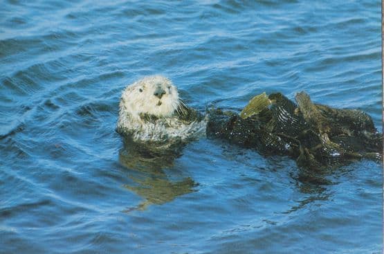 North American Sea Otter Postcard