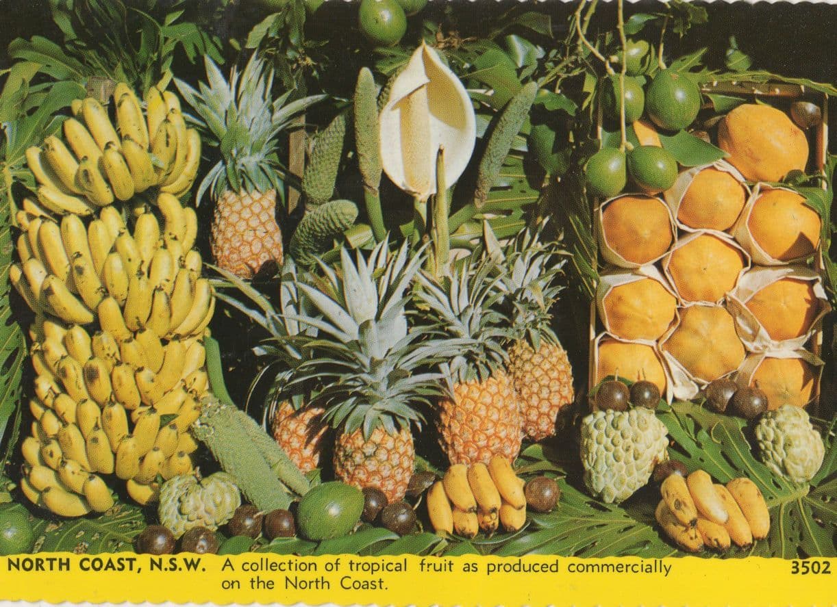 North Coast NSW Australia Tropical Fruit Postcard