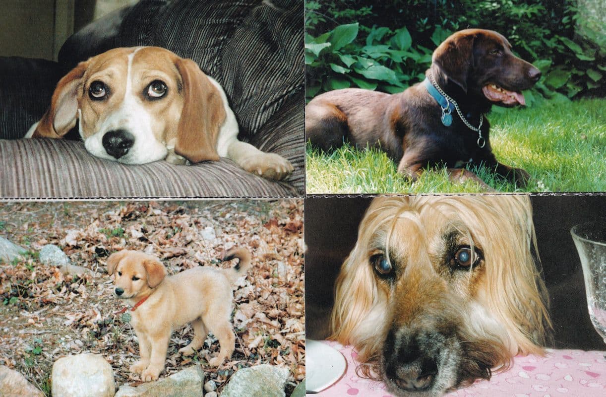 North Shore Animal League 4x Puppy Sleepy Dog Postcard s