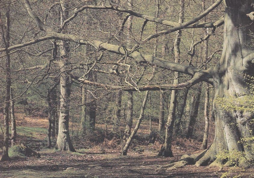 Northaw Wood Hertfordshire Postcard