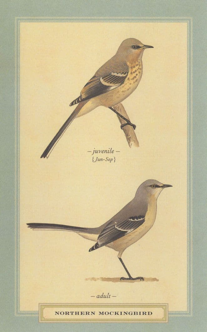 Northern Mockingbird Juvenile & Adult Stunning Bird Postcard