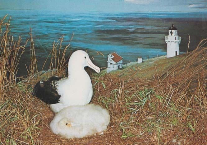 Northern Royal Albatross New Zealand Rare Bird Photo Postcard