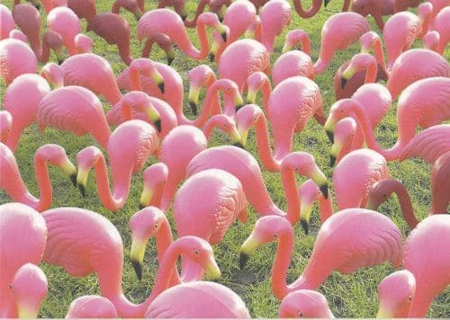 Norwich Pink Flamingoes Norwich Art Norfolk Postcard