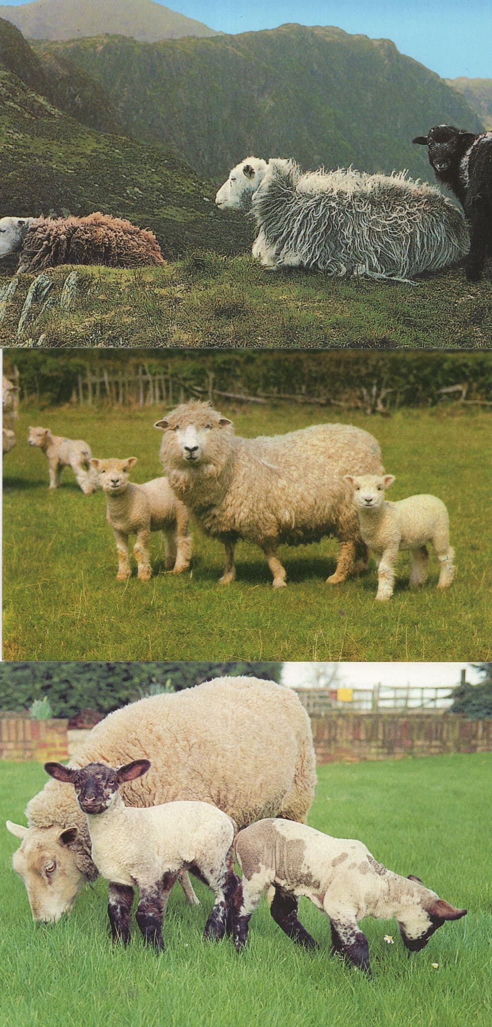 Norwich Sheep Hillside Sanctuary Hardwick 3x Postcard s