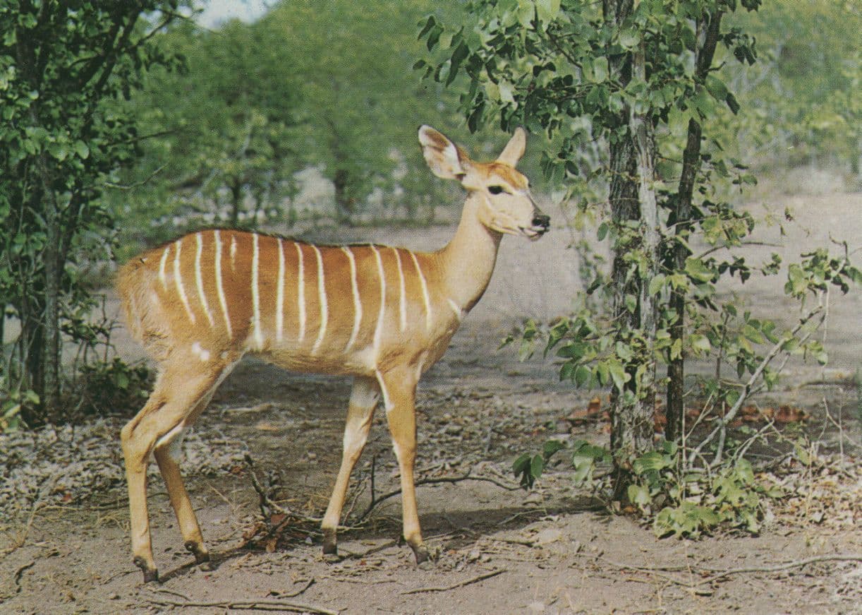 Nyala Sudan Deer South African Postcard