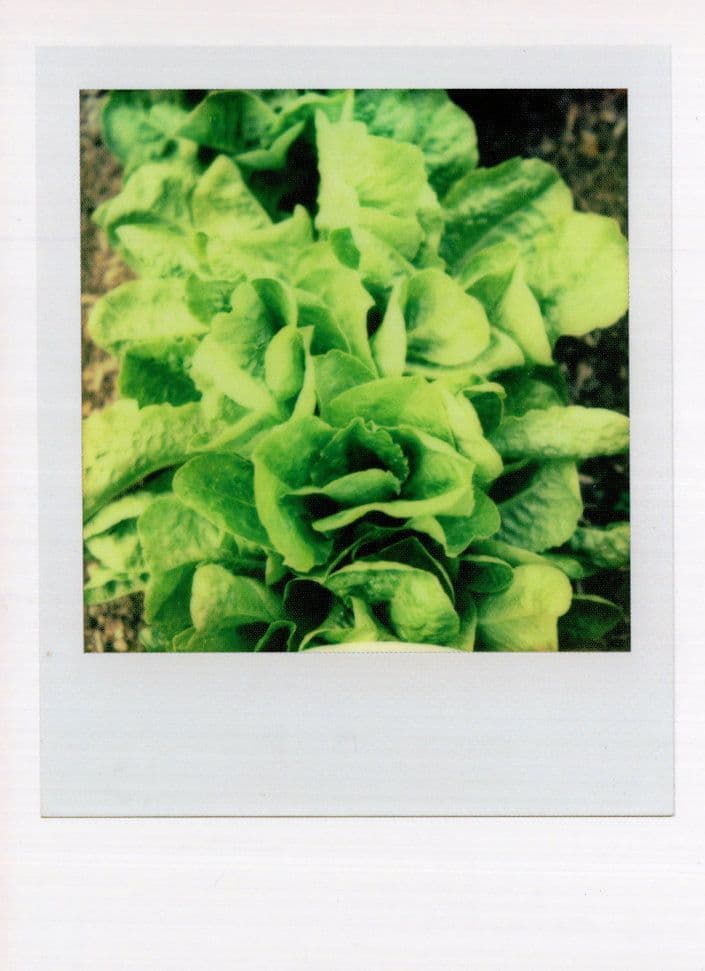 Old Allotment Cabbages Gardening Award Analog Photo Postcard