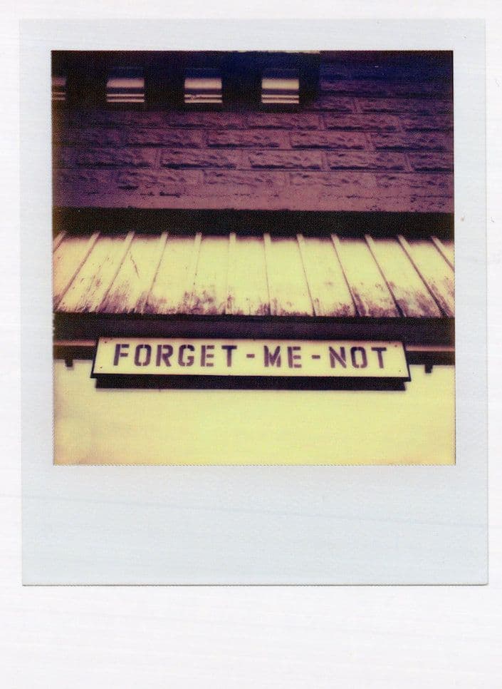 Old Forget Me Not Flower Sign Award Analog Photo Postcard